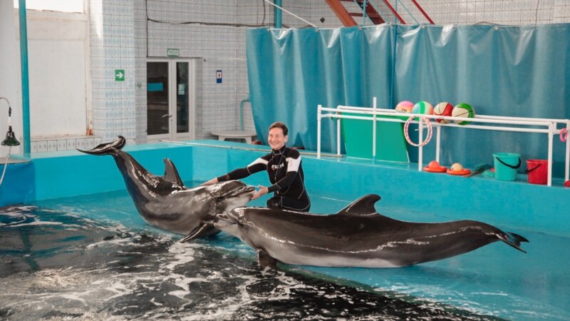 Российские ученые рассказали об уменьшении численности дельфинов в Черном море