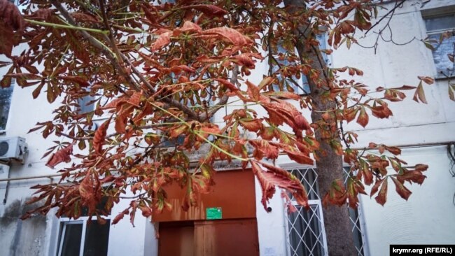 Пожовкле листя у Армянську, вересень 2018
