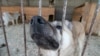 Алтай: власти приняли закон об уничтожении бездомных собак