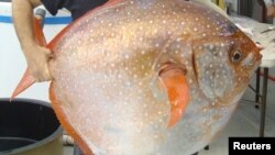 ماهی اوپاه 