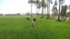 مزارع الرز في الديوانية