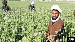 Afghanistan's drug trade funds Taliban activities