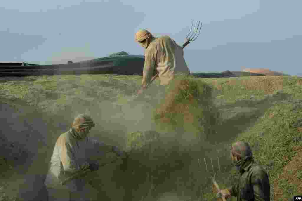 Afghan day laborers unload straw from a truck on the outskirts of Kabul. (AFP/Noorullah Shirzada)