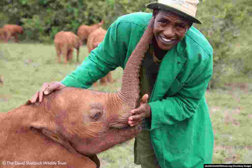 فیل های یتیم در مرکز شلدریک ذر نایروبی،کنیا&nbsp; http://www.sheldrickwildlifetrust.org دانشمندان و فعالان محیط زیست بار دیگر در مورد خطر انقراض گونه های جانوری و شکار غیرقانونی و قاچاق حیوانات هشدار دادند. &nbsp;شکار غیرقانونی فیل&zwnj;ها برای فروش عاجشان همچنان ادامه دارد. در اوایل قرن بیستم بیش از ۱۰ میلیون فیل در آفریقا وجود داشت. این تعداد در سال ۱۹۷۹ به یک میلیون و ۳۰۰ هزار کاهش یافت. هم اکنون فقط حدود ۳۵۰ هزار فیل در آفریقا باقی مانده است. این رقم تا ده سال دیگر نصف خواهد شد. &nbsp;