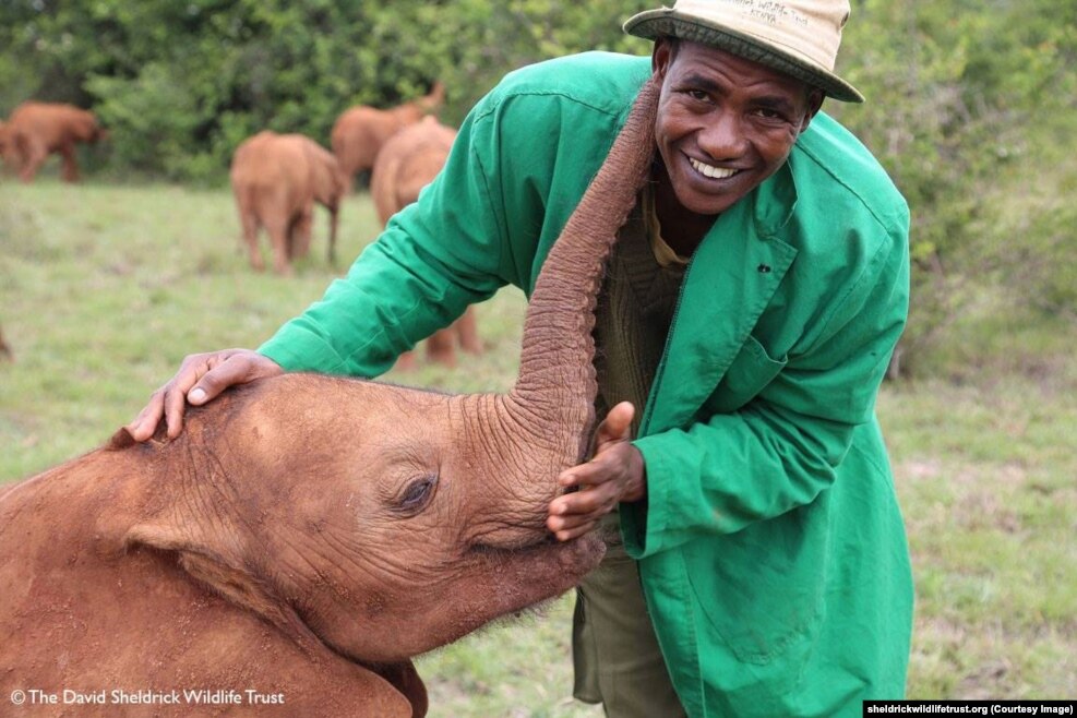فیل های یتیم در مرکز شلدریک ذر نایروبی،کنیا http://www.sheldrickwildlifetrust.org دانشمندان و فعالان محیط زیست بار دیگر در مورد خطر انقراض گونه های جانوری و شکار غیرقانونی و قاچاق حیوانات هشدار دادند. شکار غیرقانونی فیل‌ها برای فروش عاجشان همچنان ادامه دارد. در اوایل قرن بیستم بیش از ۱۰ میلیون فیل در آفریقا وجود داشت. این تعداد در سال ۱۹۷۹ به یک میلیون و ۳۰۰ هزار کاهش یافت. هم اکنون فقط حدود ۳۵۰ هزار فیل در آفریقا باقی مانده است. این رقم تا ده سال دیگر نصف خواهد شد. 