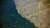 Бразилія: протягом липня в лісах Амазонки сталося на 28% більше пожеж, ніж торік