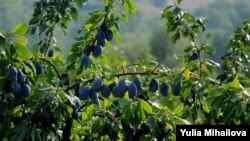 Prunele se numără printre cele șapte produse agricole moldovenești încă taxate la exportul în UE. Comisia Europeană a propus la 9 iunie 2022 ridicarea temporară a taxelor pentru a ajuta Moldova să facă față pierderilor pe piața estică din cauza agresiunii rusești în Ucraina