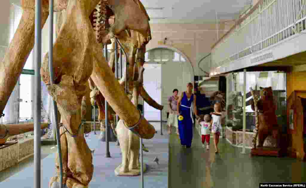 Скелеты слонов-гигантов впечатляют гостей музея
