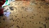 grab: flies in russian village 