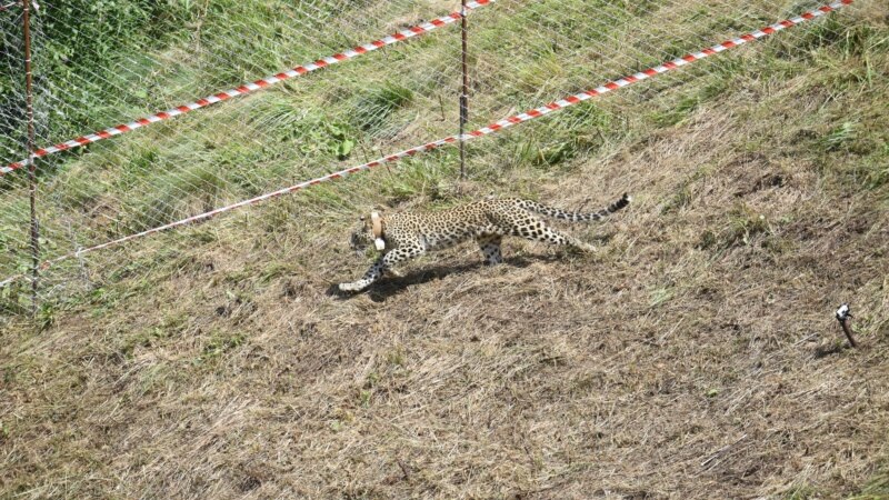 Потенциальных жертв переднеазиатского леопарда обследуют в Северной Осетии