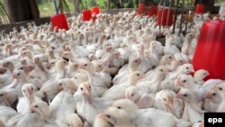 The H5N8 virus was first found on the border of Russia and Mongolia in June (file photo)
