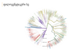 საქართველოში გაშიფრული გენოტიპები (შაბიამნისფერი ბურთულები) ფილოგენეტიკურ ხეზე. რადიალური ჭრილი.