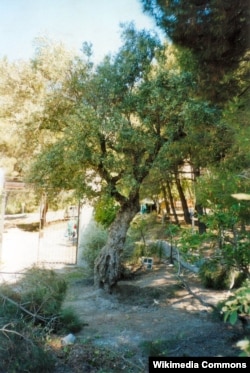 Оливковое дерево у деревни Альфакар около которого, по преданию, был застрелен Федерико Гарсия Лорка