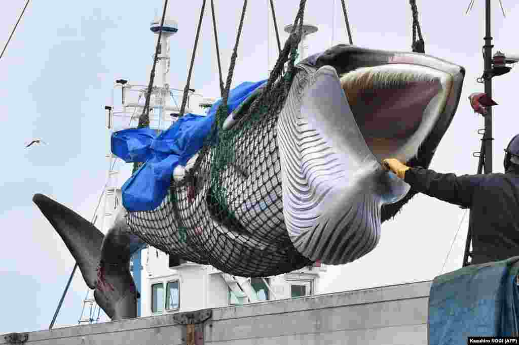 Злоўленага кіта пераносяць кранам з карабля на грузавік, порт Кусіра, Японія.