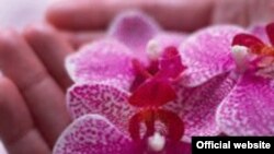 Jedna od vrsta orhideja, ilustrativna fotografija