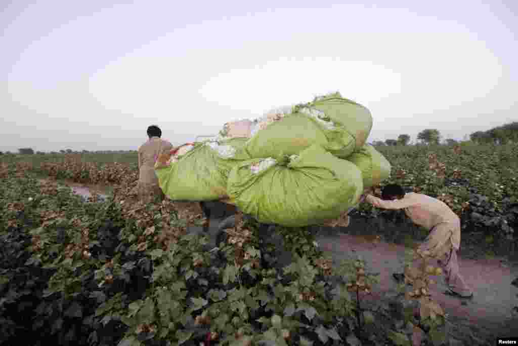 A boy pushes a donkey cart loaded with bundles of cotton blooms that were collected by female cotton pickers in Meeran Pur village, north of Karachi, Pakistan. (Reuters/Akhtar Soomro)