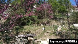 Иудино дерево выделяется фиолетовыми цветками