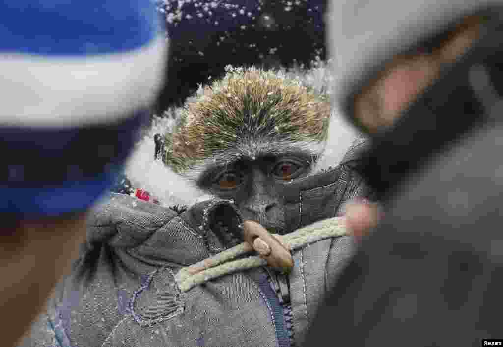A monkey used for being photographed with tourists is wrapped up in a thick coat to protect it from the cold in central Kyiv on January 10.&nbsp;