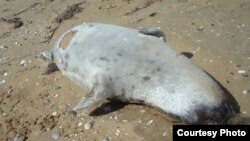 Мертвый каспийский тюлень (архивное фото)