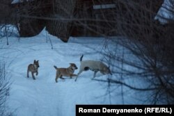 Безпритульні собаки у Воронежі