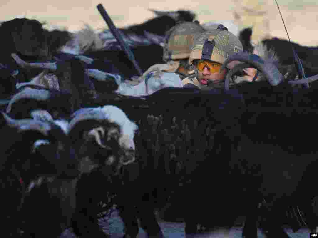 Soldiers from the Royal Gurkha Rifles regiment of the British Army encounter livestock while patrolling through a village in Helmand Province, Afghanistan. A total of 100 foreign soldiers fighting the Taliban have died in June, the deadliest month for NATO in nine years of conflict, according to AFP. Photo by Bay Ismoyo for AFP 