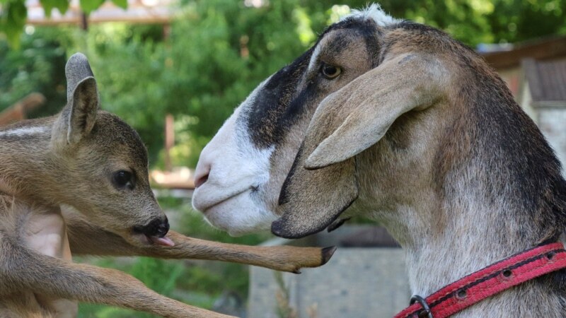 В Бахчисарае коза стала приемной матерью для детеныша косули | Крымское фото дня