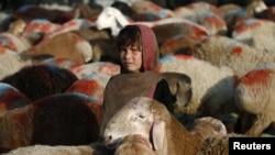 Afghanistan -- An Afghan girl waits for customers at a livestock market in Kabul, October 2, 2014
