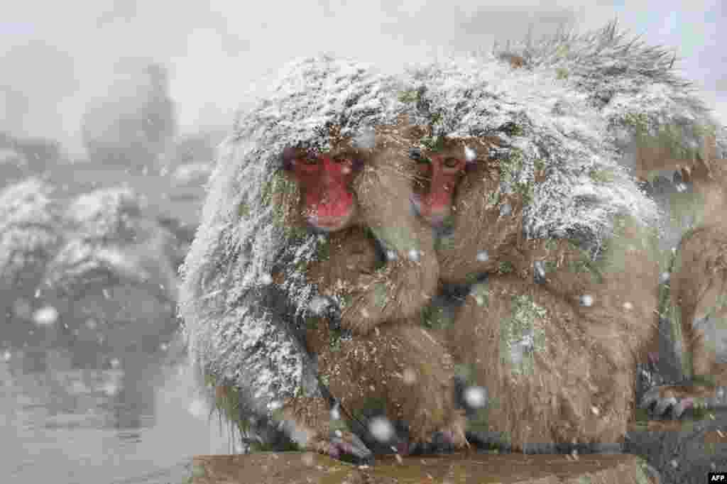 Japanese macaque, commonly referred to as "snow monkeys," relax next to an open-air hot spring bath at the Jigokudani Monkey Park in the town of Yamanouchi. Some 160 of the monkeys inhabit the area and are a popular tourist draw. (AFP/Kazuhiro Nogi)