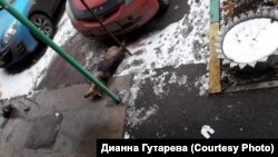Труп бездомной собаки в Красноярске