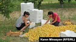 Сбор урожая абрикосов в Армении