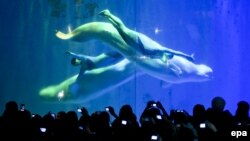 An increasingly familiar sight: Divers perform alongside beluga whales inside a tank at the Harbin Polarland Aquarium in northeast China.