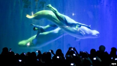 Beluga Death Calls Aquarium's Import Permit into Question