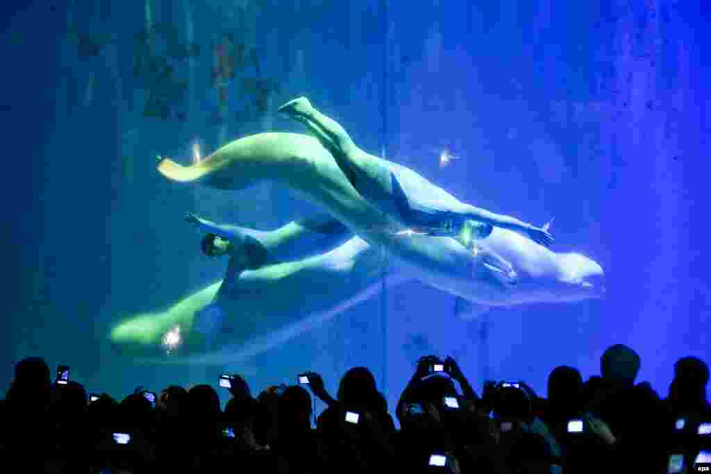 Divers perform with Beluga whales inside a tank at the Harbin Polarland Aquarium on the sidelines of the 29th Harbin International Ice and Snow Festival in Harbin, China. (epa/Diego Azubel)