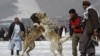 رقابت سگ جنگی در کابل . این گونه برنامه ها بیشتر به غرض تفریح و به صورت ذوقی برگزار میشود و سگ ها حد خون ریزی با هم می جنگند. 