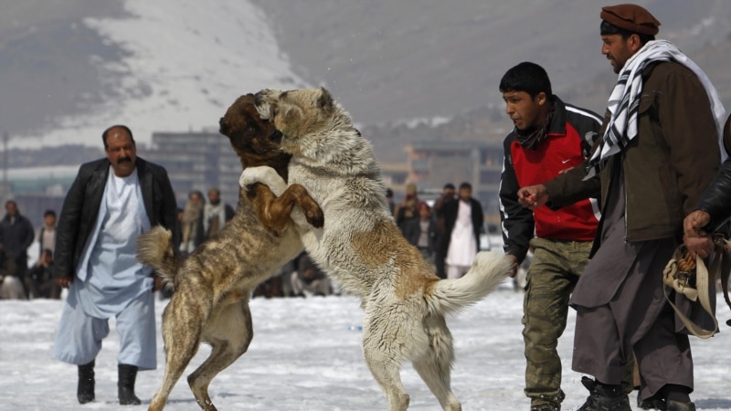  چرا به حقوق حیوانات به ویژه سگ ها در افغانستان توجه نمیشود؟