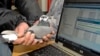 Илустрација: Човек држи гулаб писмоносец пред компјутер за да ги преземе податоците од мемориска картичка што ја носи гулабот