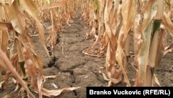 Suša u poljima kukuruza u Jagodini, Srbija, arhivska fotografija iz 2015. godine