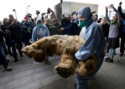 Russian Geographic Society staff members carry the body of Yuka, a baby mammoth, to put on display in Moscow in October 2014.