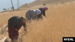 A wheat plantation in Roghun, in eastern Tajikistan (file photo)