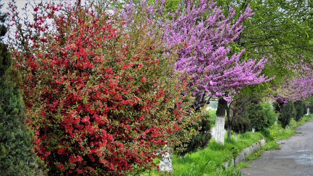 Днепрдегі студенттік порно Балапан мүшесін қолымен ұстамай сорады (видео)