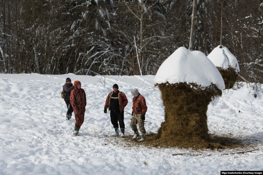 Робітники стоять біля добре обсмиканих тваринами стогів сіна в місці, куди доставляють їжу для зубрів