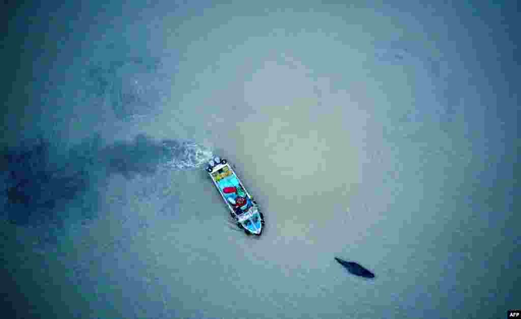 A boat escorts a stranded humpback whale back to deeper waters in Qidong in China&#39;s eastern Jiangsu Province. (AFP)