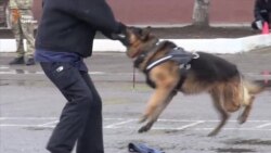 Собаки-прикордонники невдовзі вдягнуть бронежилети українського виробництва (відео)