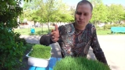 Экологическая микрозелень уже в Приднестровье