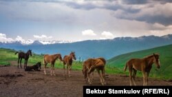 Суусамыр өрөөнү.