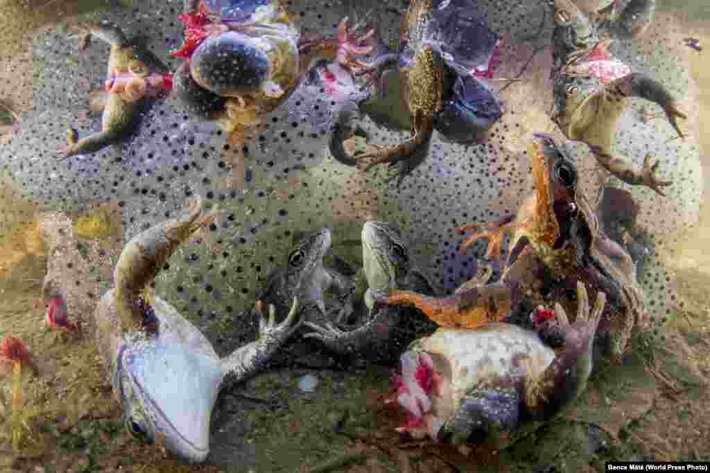 Frogs with their legs severed are surrounded by spawn struggling to get to the surface, after being thrown back into the water in Covasna, Romania, in April 2018. Nature: First Prize, Singles - Bence Mate