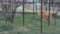 На открытии сезона в сафари-парке «Тайган» подрались львы (видео)