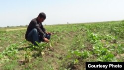 Masallıda badımcan sahələrinə xəstəlik düşüb. iyun2017