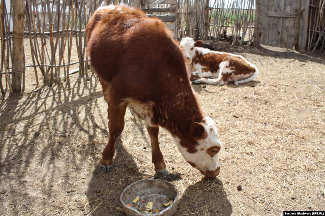 Аузындағы спермы бар порно компиляция