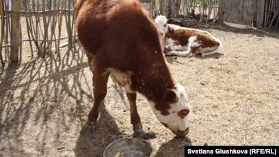 Ұрланған секс туралы жеке бейне